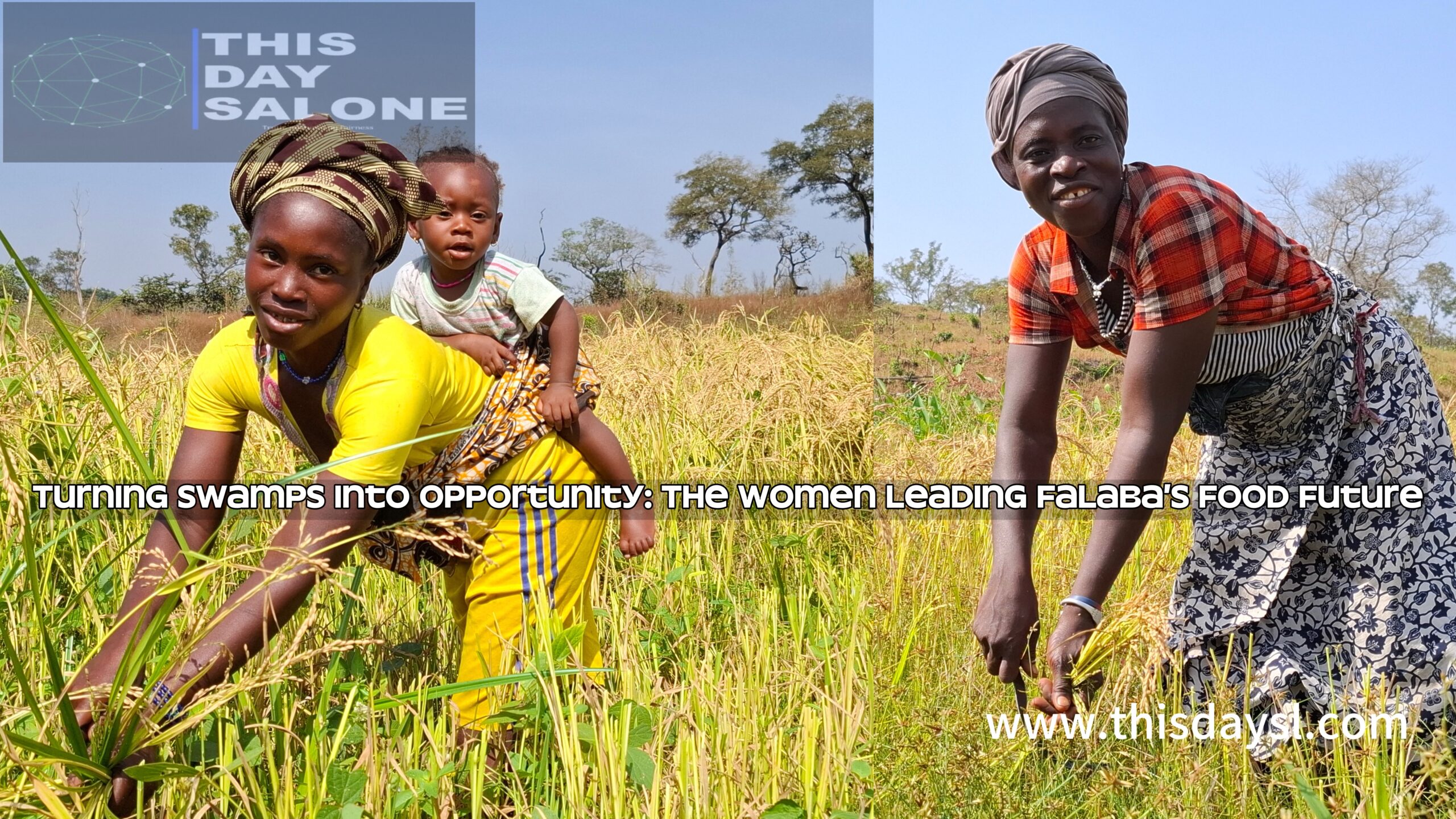 Turning swamps into opportunity: The women leading Falaba’s food future ...